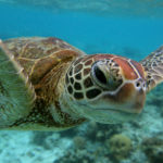 LADY ELLIOT ISLAND, AUSTRALIA - JANUARY 15: A Hawksbill sea turtle is seen swimming on January 15, 2012 in Lady Elliot Island, Australia. Lady Elliot Island is one of the three island resorts in the Great Barrier Reef Marine Park (GBRMPA) with the highest designated classification of Marine National Park Zone by GBRMPA. The island of approximately 40 hectares lies 46 nautical miles north-east of the Queensland town of Bundaberg and is the southern-most coral cay of the Great Barrier Reef.