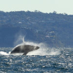 SYDNEY, AUSTRALIA - JUNE 23: A humpback whale is seen breaching outside of Sydney Heads at the beginning of whale watching season during a Manly Whale Watching tour on June 23, 2011 in Sydney, Australia. The first day of winter in New South Wales, June 1st, marks the start of the Humback and southern right whales migration from southern regions to the north to warmer waters. Whale watchers should expect too have plenty to see with the whale population increasing each year. The migration north continues through July and with the whales returning between September and November. (Photo by Cameron Spencer/Getty Images)
