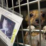 Bradshaw Animal Shelter, Free Dog Adoption Sacramento Pet Adoption, Sacramento Animal Shelters