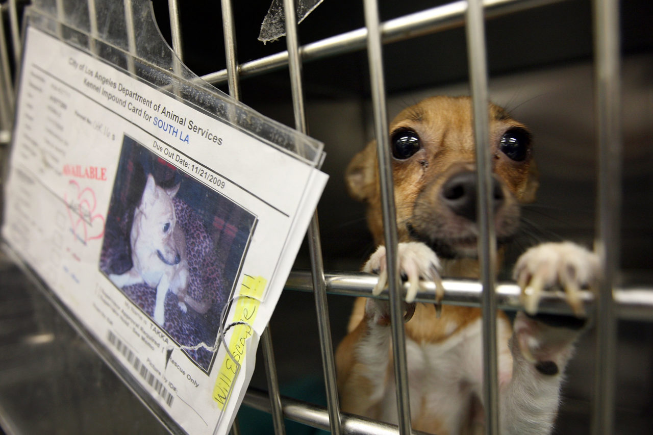 Bradshaw Animal Shelter, Free Dog Adoption Sacramento Pet Adoption, Sacramento Animal Shelters