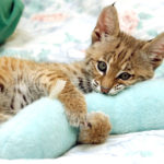 SAN FRANCISCO, CA - JULY 19: A nine-week-old male Bobcat plays with a toy at the July 19, 2002 at the San Francisco Zoo in San Francisco, California. The unnamed cat will become part of the zoo's Koret Animal Resource Center, where he will meet kids as part of the zoo's educational outreach programs. (Photo by Justin Sullivan/ San Francisco Zoo/Getty Images)
