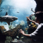 Horn Shark Theft, San Antonio Aquarium, Weird Theft