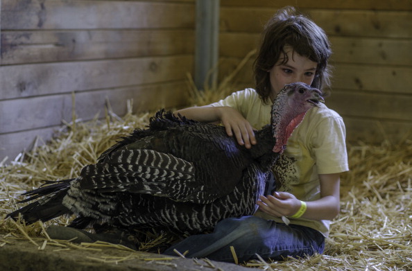 Regular visitor Paollo, 9, pets rescued turkey Flair at The Gentle Barn farm north of Los Angeles n...