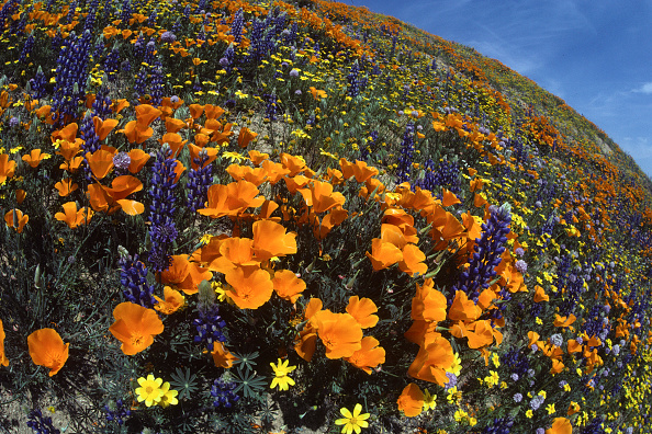 California is exploding with superblooms this year. Here's why. 