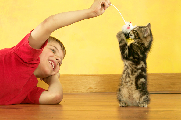 Young boy playing with kitten, Felis catus, indoors. (Photo by: Auscape/Universal Images Group via ...