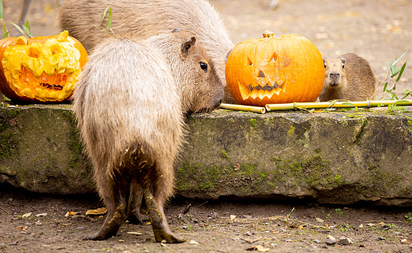 Sacramento Zoo celebrates birth of baby capybara