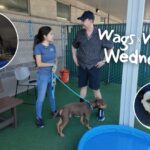 Wags & Whiskers Wednesdays with Sacramento SPCA...