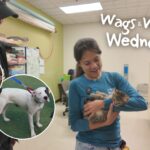 Wags & Whiskers Wednesday Episode 5...