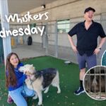 Wags & Whiskers Wednesday with Sacramento SPCA...